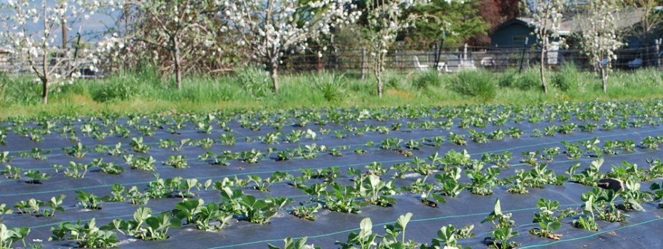 The Bee Farm